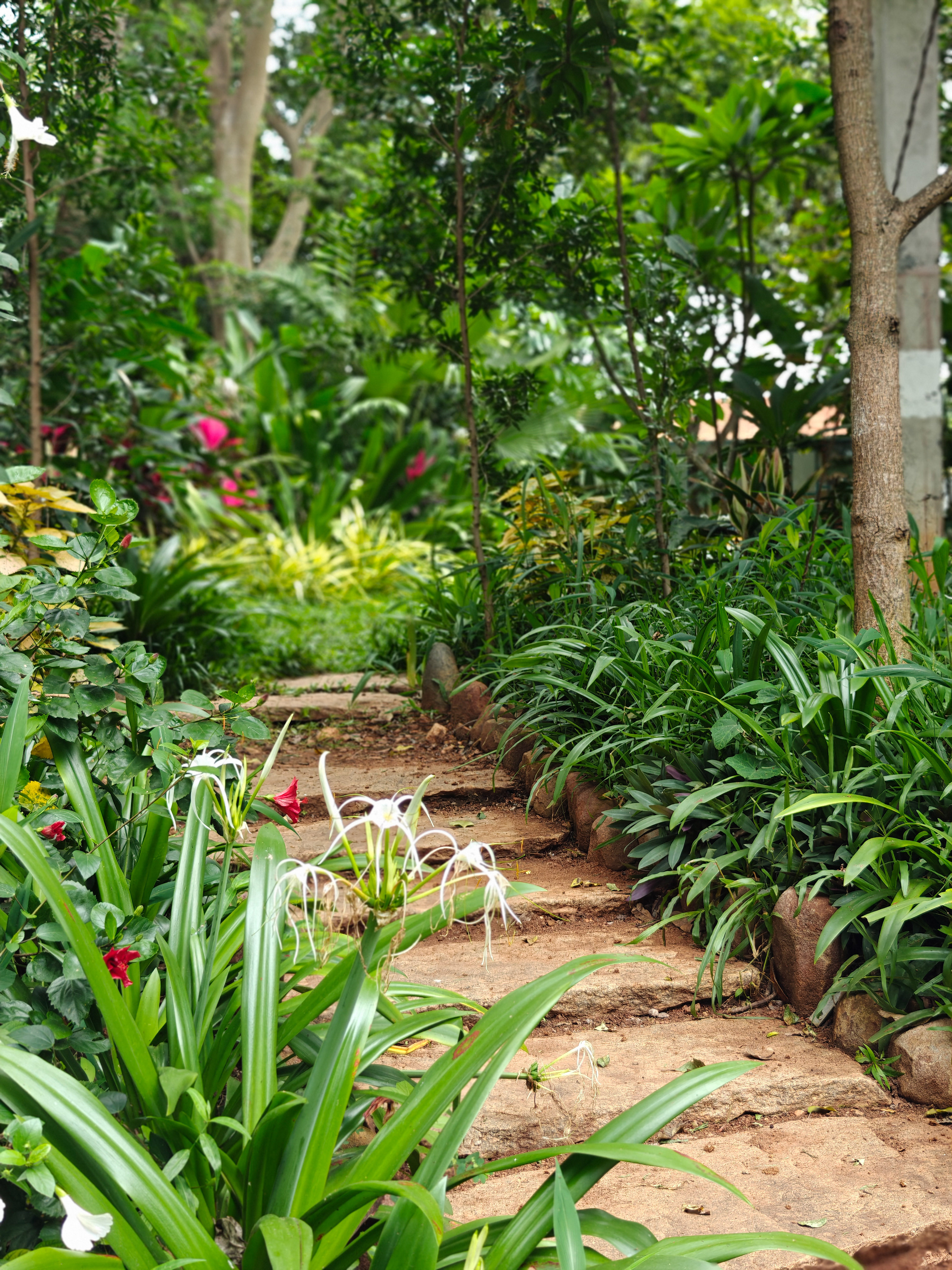 Tropical garden